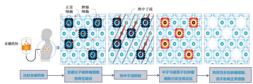 BNCT原理图.png